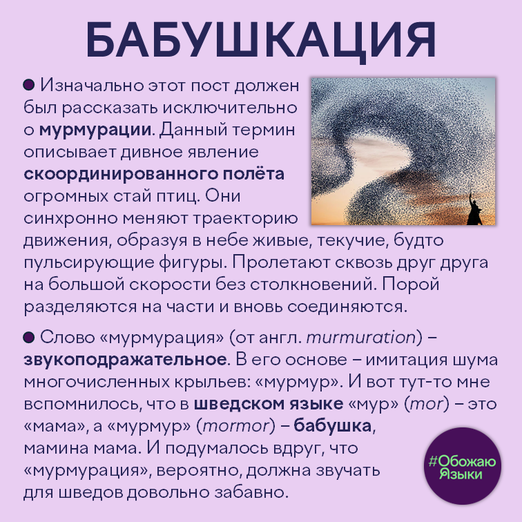 Бабушкация — мурмурация птиц и шведское слово «мурмур»