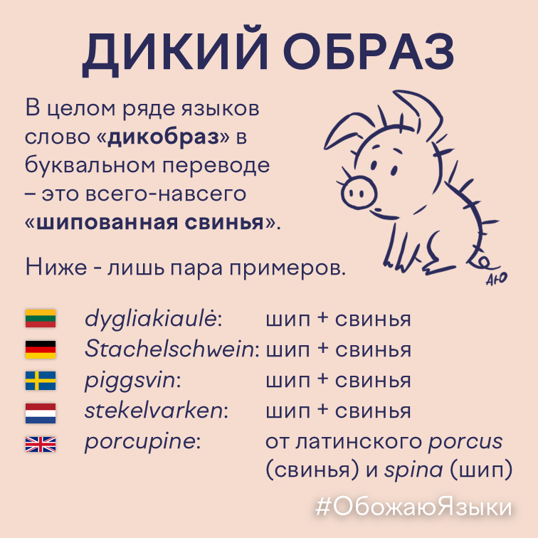 Дикий образ — слово дикобраз означает шипованная свинья в разных языках