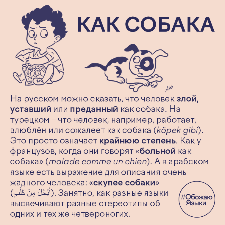 Как собака – идиомы о собаках в разных языках