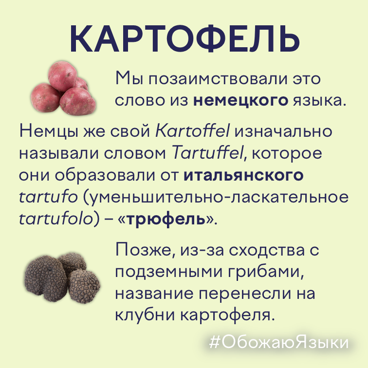 Картофель — этимология слова от итальянского tartufo через немецкий Kartoffel