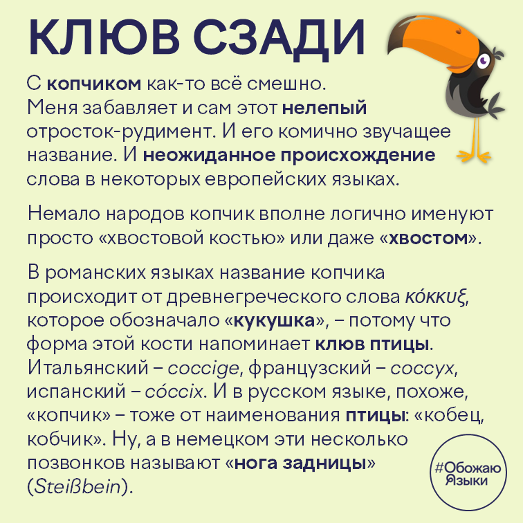 Клюв сзади – откуда названия копчика в итальянском, французском, испанском, немецком и русском