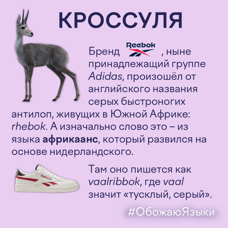 Бренд Reebok, ныне принадлежащий группе Adidas, произошёл от английского названия серых быстроногих антилоп, живущих в Южной Африке: rhebok.