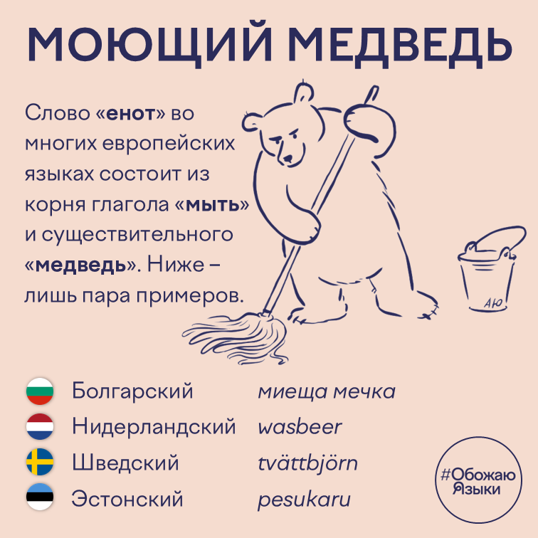Моющий медведь — почему «енот» в разных языках означает «моющий медведь»