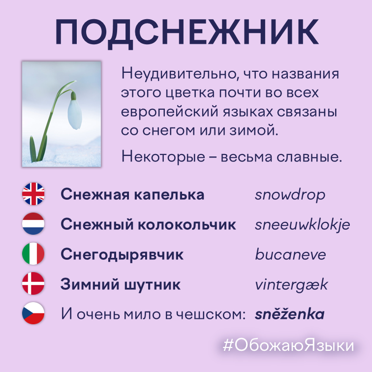 Подснежник – Подснежник – как этот цветок называют в английском, нидерландском, итальянском, датском и чешском языках