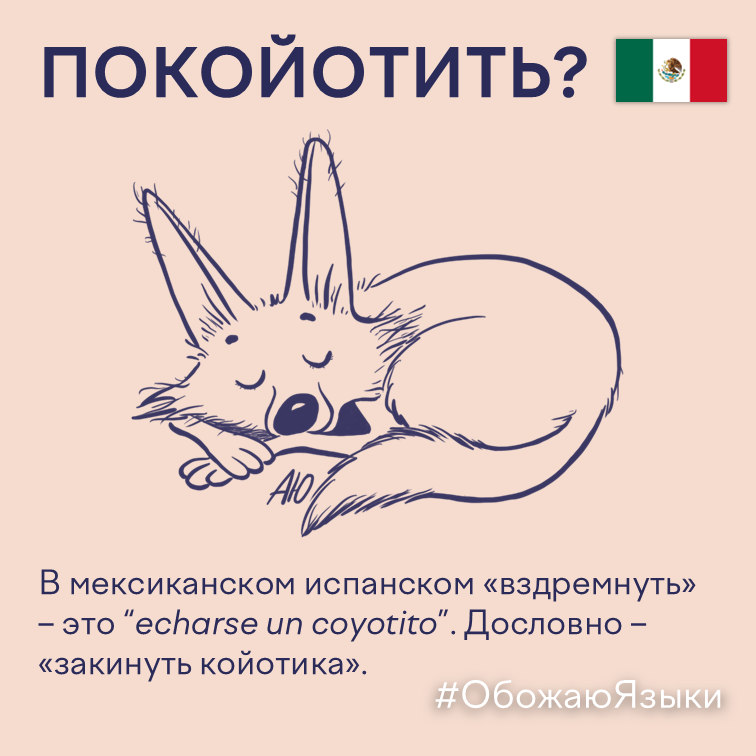 Покойотить – спящий койот, иллюстрация к мексиканскому испанскому выражению echarse un coyotito