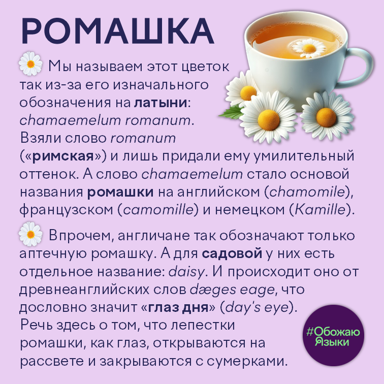 Ромашка – происхождение слова на латыни, английском, французском и немецком