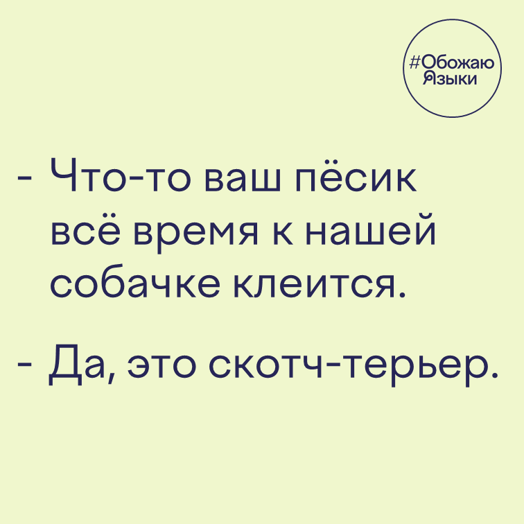 Скотч-терьер – шутка про пса, который клеится