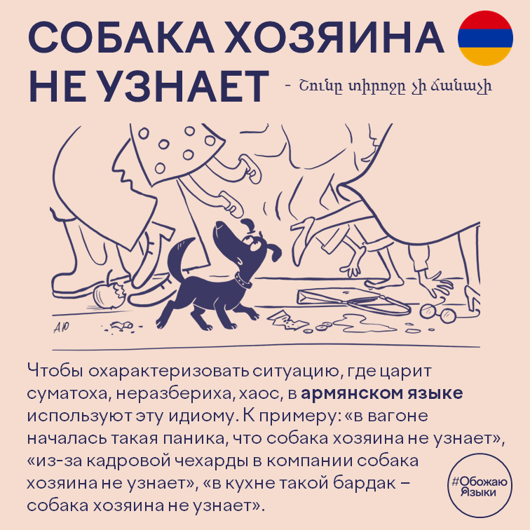 Собака хозяина не узнает — армянская идиома о суматохе и хаосе