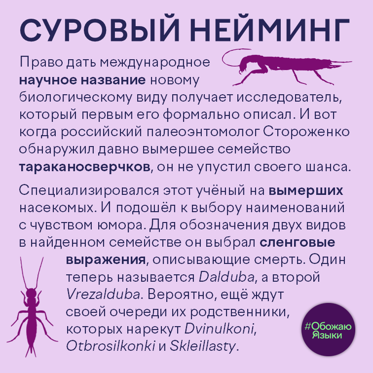 Суровый нейминг – Суровый нейминг – как палеоэнтомолог Стороженко назвал вымерших тараканосверчков словами «далдуба» и «врезалдуба»