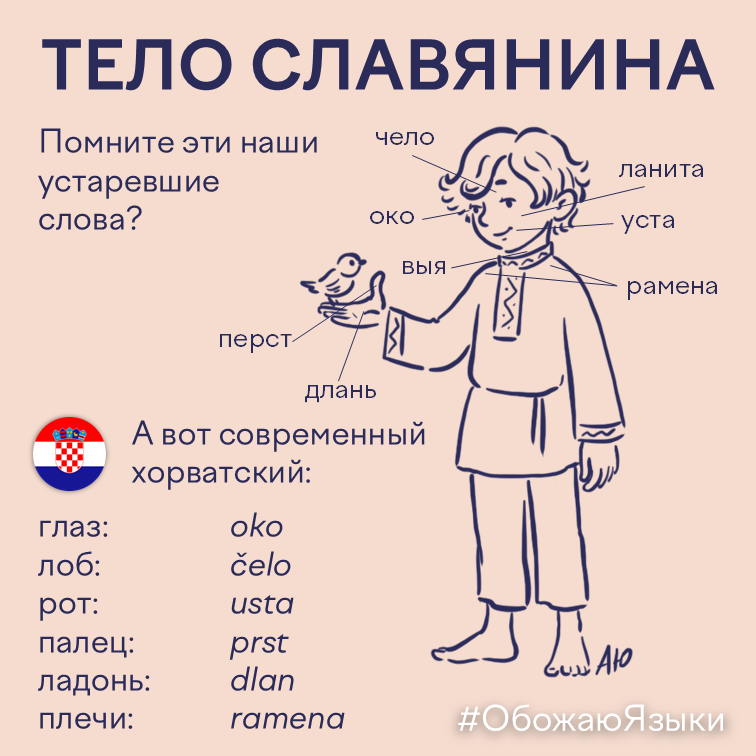 Тело славянина – устаревшие русские слова и современный хорватский