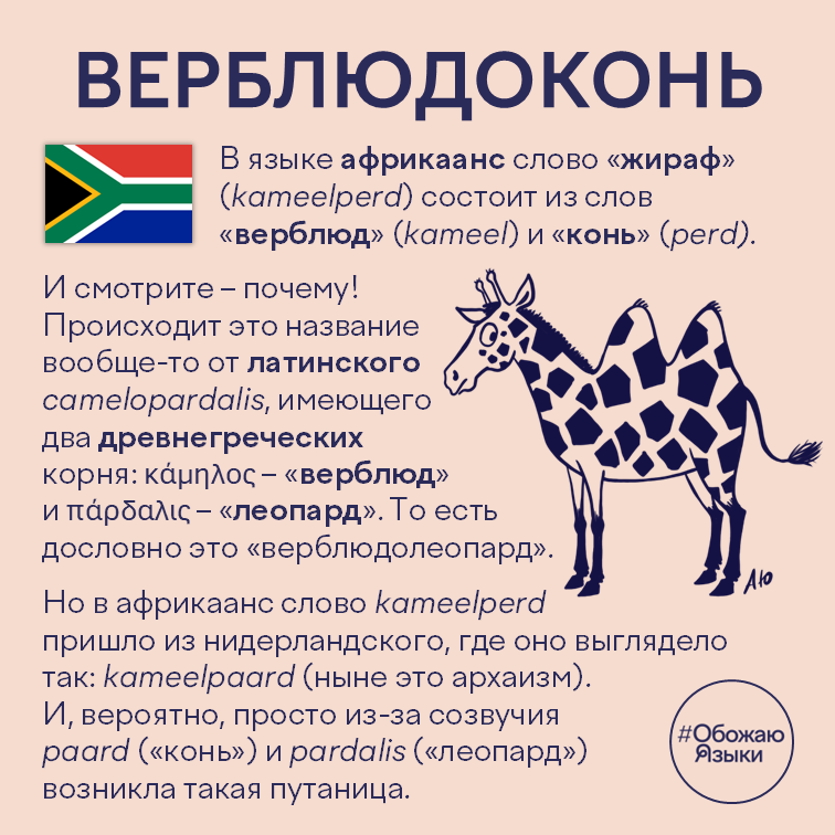 Верблюдоконь – почему жираф на африкаанс называется словом из «верблюда» и «коня»