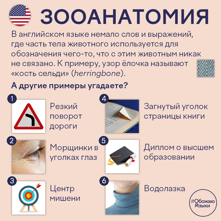 Зооанатомия – шесть английских идиом с частями тела животных, спрятанными в значении
